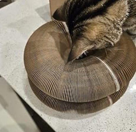 My lazy cat actually plays now