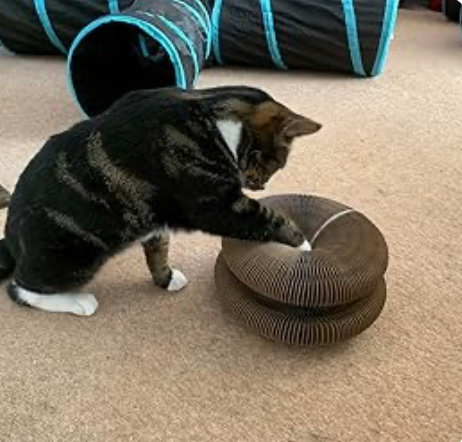 Both my cats fight over it